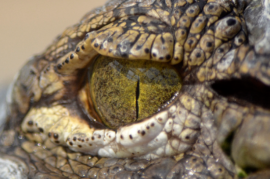 crocodile eye